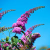 50 VIOLET BUTTERFLY BUSH Buddleja Davidii Purple Flower Seeds