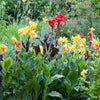 5 YELLOW CANNA LILY Indian Shot Canna Indica Flower Seeds