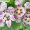 10 GIANT MILKWEED Sodom Apple Calotropis Procera Crown Flower Shrub Seeds