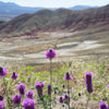 700 PURPLE PRAIRIE CLOVER Dalea Purpurea Flower Seeds