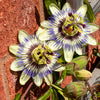 10 Blue Crown PASSION FLOWER / Passion FRUIT Passiflora Caerulea Orange Fruit Vine Seeds