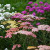 500 MIXED SUMMER YARROW Achillea Millefolium Red Pink White Gold Peach Herb Flower Seeds