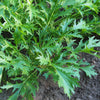 1000 GREEN MIZUNA MUSTARD Japanese Greens Brassica Juncea Herb Vegetable Seeds