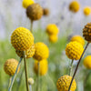 20 Yellow BILLY BUTTONS / WOLLYHEADS Craspedia Globosa Flower Seeds