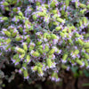 2000 SWEET MARJORAM Origanum Majorana Herb Flower Seeds