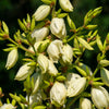 100 YUCCA (Soapweed / Soapwell / Beargrass / Great Plains Yucca) Yucca Glauca Flower Seeds