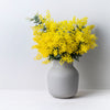 10 GOLDEN MIMOSA Acacia Baileyana Yellow Wattle Tree Flower Seeds