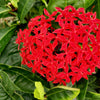 10 GAY BUTTERFLIES MILKWEED Red Yellow Orange Mix Asclepias Tuberosa Butterfly Weed Flower Seeds