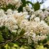 White Oceanspray Seeds – Shrub Creambush Mountain Spray Holodiscus Flower – photo 5