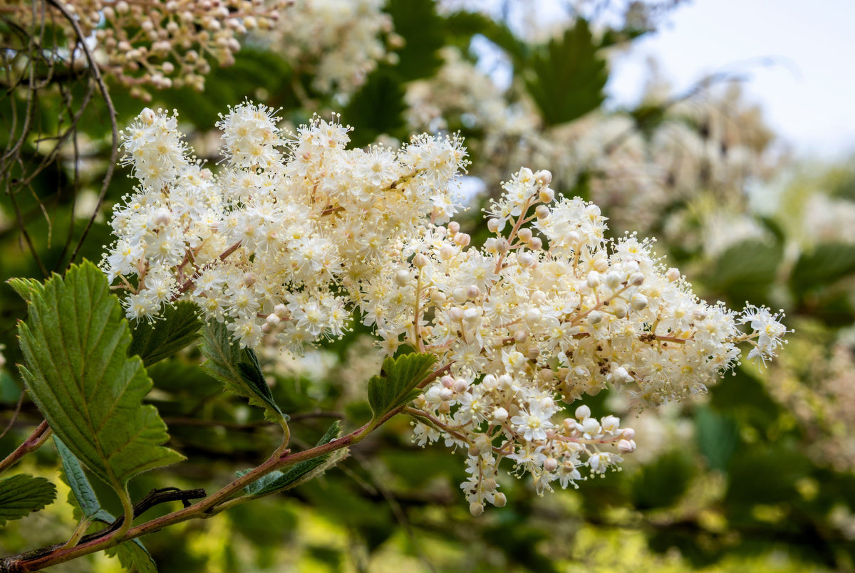 White Oceanspray Seeds – Shrub Creambush Mountain Spray Holodiscus Flower – photo 5