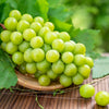 Green (Dessert / Table) Grape Vitis Vinifera Fruit Vine Seeds – photo 8
