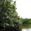 10 PORTIA TREE Yellow Pink Purple Flowers Change Color Pacific Rosewood Tulip Thespesia Populnea Seeds