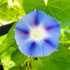 75 Blue STAR MORNING GLORY Ipomoea Tricolor Flower Vine Seeds
