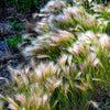 40 SQUIRREL TAIL Barley GRASS (Foxtail Barley) Hordeum Jubatum Ornamental Seeds