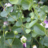 20 CAPER BUSH Edible Capers Flinders Rose Flower Capparis Spinosa Shrub Seeds