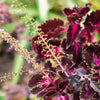 20 BLACK DRAGON COLEUS Solenostemon Scutellarioides Painted Nettle Maroon & Black Shade Flower Seeds