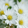 100 WHITE HEATH ASTER Prairie Ericoides Flower Seeds