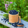 20 Common BILBERRY Fruit Shrub European Blueberry Vaccinium Myrtillus Seeds