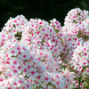10 TALL GARDEN PHLOX Paniculata Mixed Colors 'New Hybrids Mix' Flower Seeds