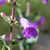 250 LARGE FLOWERED BEARDTONGUE Penstemon Grandiflorus Native Pink Purple Flower Seeds