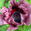 Mixed Colors Oriental Poppy Papaver Orientale Flower Seeds – photo 3