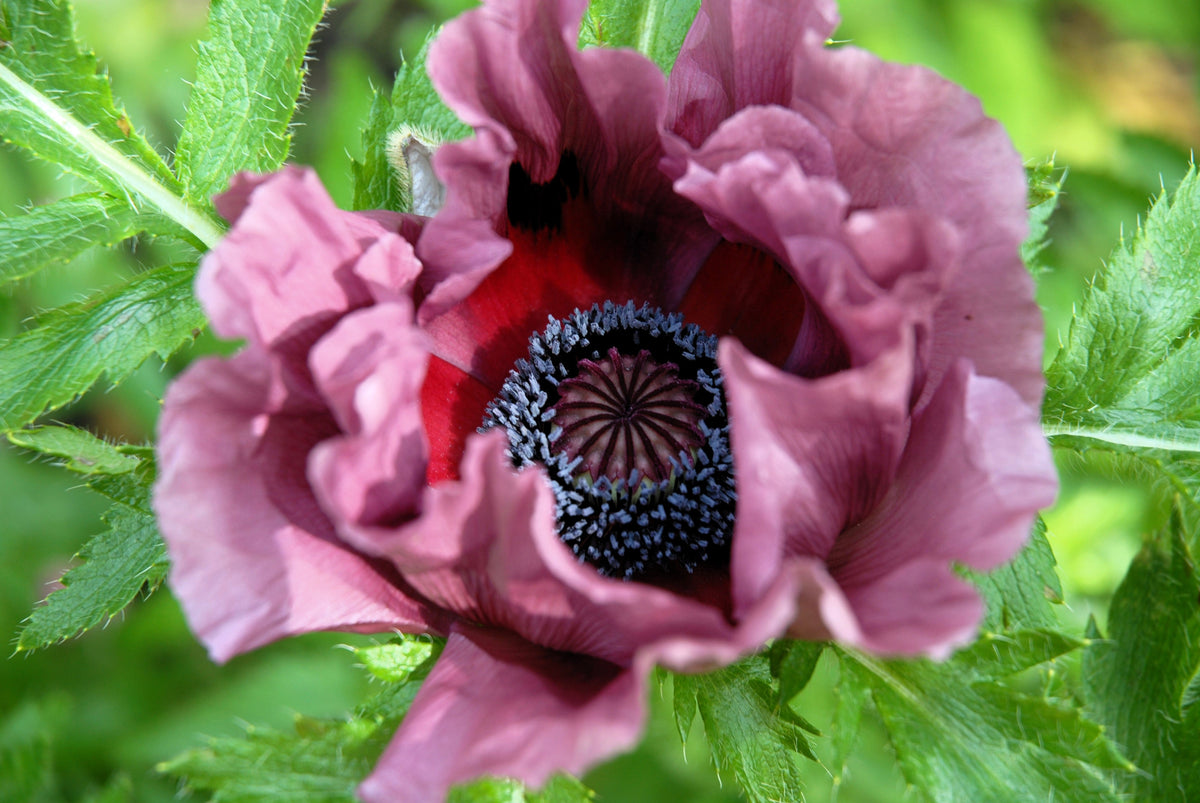 Mixed Colors Oriental Poppy Papaver Orientale Flower Seeds – photo 3