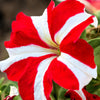 Star Mix Petunia Seeds – Mixed Colors Petunia Violacea Flower Seeds Red Blue Purple – photo 4