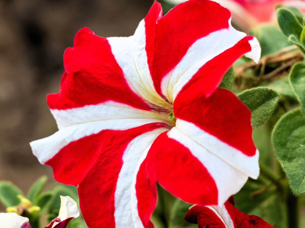 Star Mix Petunia Seeds – Mixed Colors Petunia Violacea Flower Seeds Red Blue Purple – photo 4