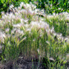 40 SQUIRREL TAIL Barley GRASS (Foxtail Barley) Hordeum Jubatum Ornamental Seeds