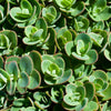 150 MIXED SEDUM Stonecrop Succulent Groundcover Red White Yellow Pink Purple Flower Seeds
