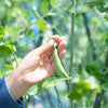 Sugar Ann Pea Seeds – Stringless Sweet Green Snap Pisum Sativum Vegetable – photo 6
