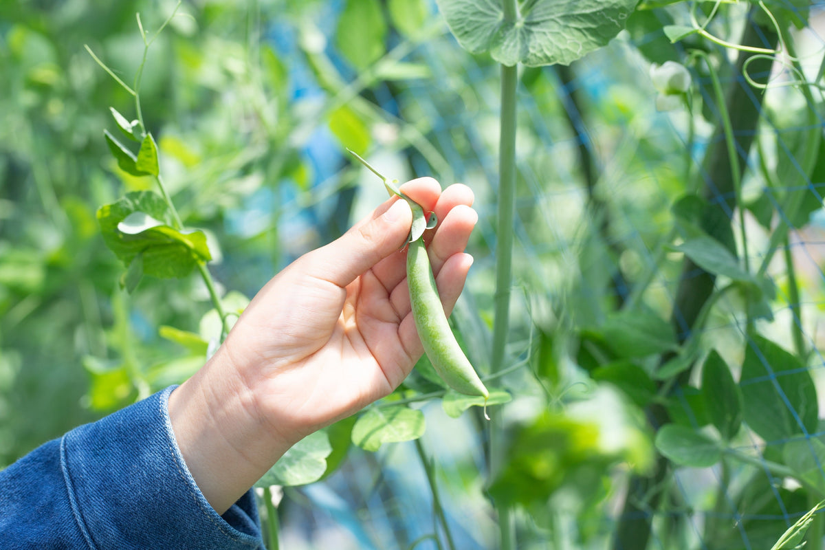 Sugar Ann Pea Seeds – Stringless Sweet Green Snap Pisum Sativum Vegetable – photo 6