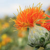 300 SAFFLOWER Saffron Carthamus Tinctorius Yellow Orange Flower Seeds