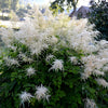 50 WHITE GOATS BEARD (like Astilbe) Aruncus Dioicus Flower Seeds
