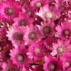 300 IMMORTELLE IMMORTAL MIX Xeranthemum Paper Daisy Everlasting Flower Seeds