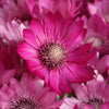 300 IMMORTELLE IMMORTAL MIX Xeranthemum Paper Daisy Everlasting Flower Seeds