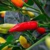50 TABASCO PEPPER Hot Red Capsicum Fruitescens Vegetable Seeds
