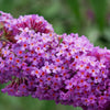 50 VIOLET BUTTERFLY BUSH Buddleja Davidii Purple Flower Seeds