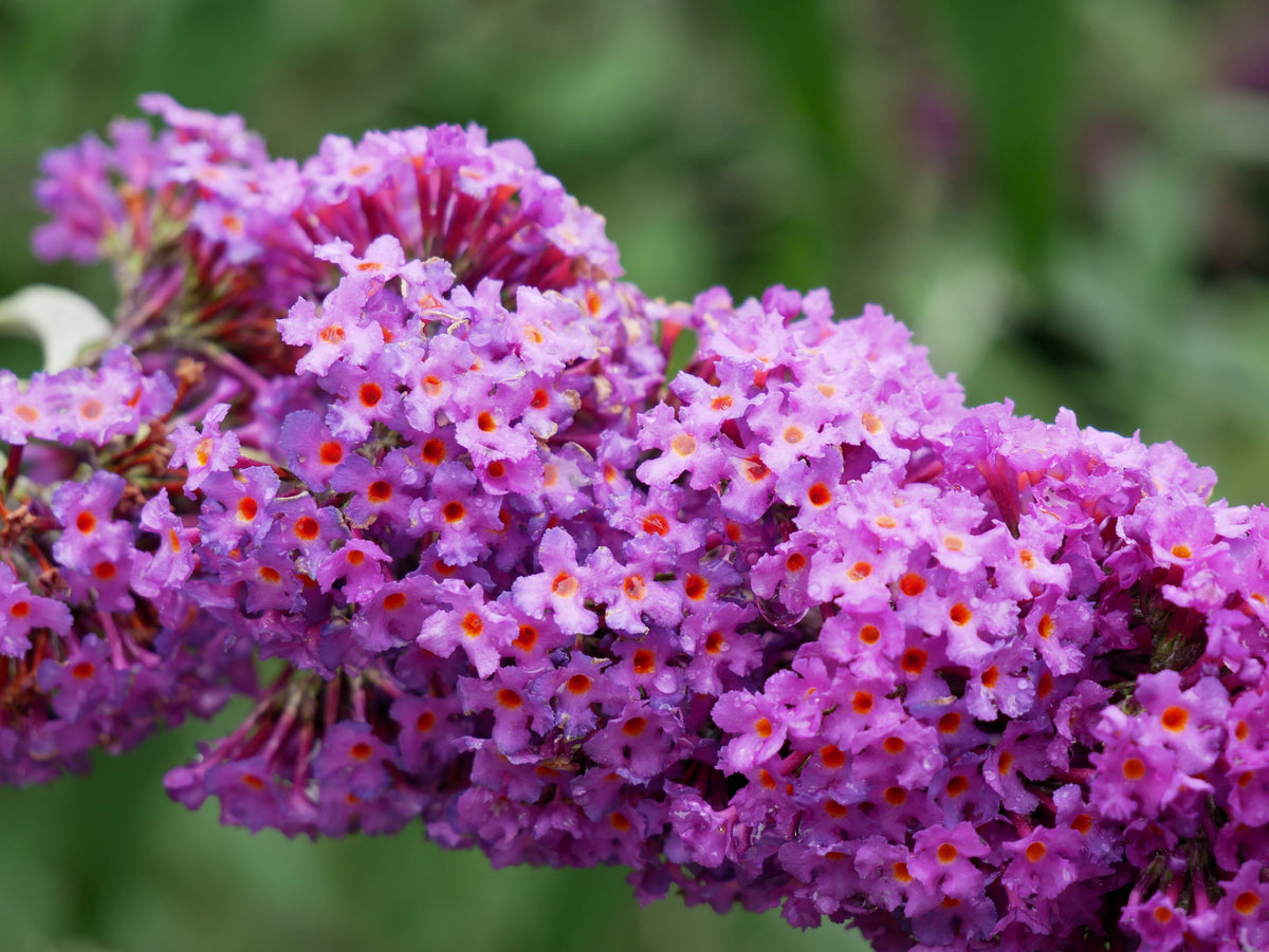 Mixed Colors Butterfly Bush Buddleja Davidii Flower Shrub Seeds – photo 6