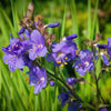 100 BLUE PEARL POLEMONIUM ( Jacobs Ladder ) Polemonium Caeruleum Flower Seeds