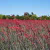25 RED YUCCA Hesperaloe Parviflora aka Hummingbird, Coral, & Texas Yucca Flower Seeds