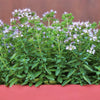 2000 SWEET MARJORAM Origanum Majorana Herb Flower Seeds