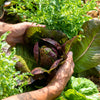 3000 RED ROMAINE LETTUCE Lactuca Sativa Vegetable Seeds