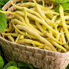 50 Yellow CHEROKEE WAX BEAN Bush AAS Winner Phaseolus Vulgaris Seeds