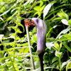 5 HIMALAYAN COBRA LILY Arisaema Consanguineum Asian Jack in the Pulpit Purple Brown White Striped Flower Seeds