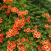25 Orange HUMMINGBIRD TRUMPET CREEPER Campsis Radicans Vine Flower Seeds