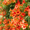 25 Orange HUMMINGBIRD TRUMPET CREEPER Campsis Radicans Vine Flower Seeds