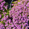 100 Walk On Me CREEPING THYME Thymus Serpyllum Herb Flower Seeds