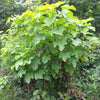 5 PHYSIC NUT Barbados Purging JATROPHA Curcas Shrub Tree Bio-Diesel Seeds