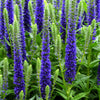 200 BLUE BOUQUET VERONICA Spicata Spike Speedwell Herb Flower Seeds
